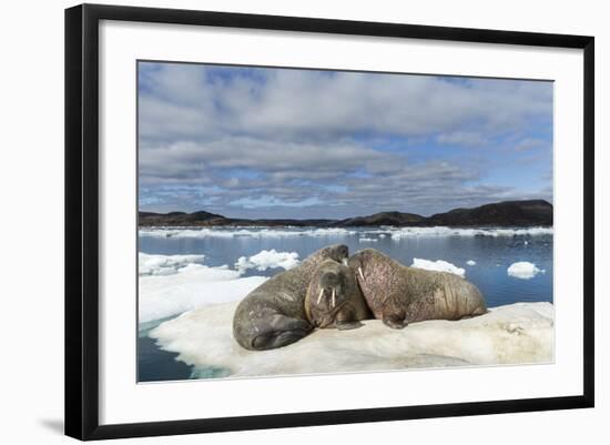 Walrus Resting on Ice in Hudson Bay, Nunavut, Canada-Paul Souders-Framed Photographic Print