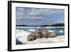 Walrus Resting on Ice in Hudson Bay, Nunavut, Canada-Paul Souders-Framed Photographic Print