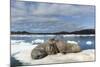 Walrus Resting on Ice in Hudson Bay, Nunavut, Canada-Paul Souders-Mounted Photographic Print