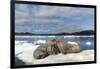 Walrus Resting on Ice in Hudson Bay, Nunavut, Canada-Paul Souders-Framed Photographic Print