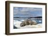 Walrus Resting on Ice in Hudson Bay, Nunavut, Canada-Paul Souders-Framed Photographic Print