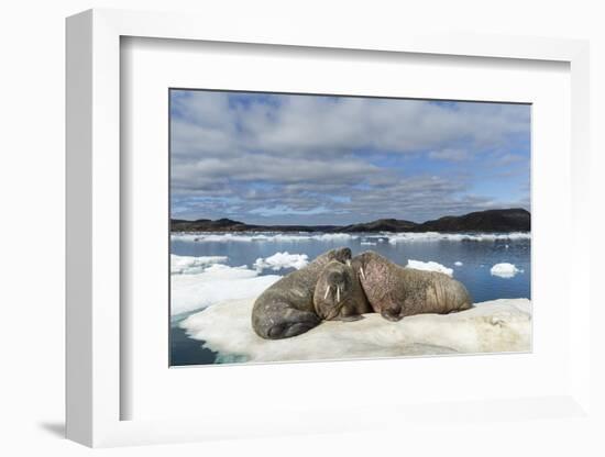 Walrus Resting on Ice in Hudson Bay, Nunavut, Canada-Paul Souders-Framed Photographic Print