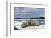 Walrus Resting on Ice in Hudson Bay, Nunavut, Canada-Paul Souders-Framed Photographic Print