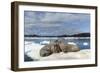 Walrus Resting on Ice in Hudson Bay, Nunavut, Canada-Paul Souders-Framed Photographic Print