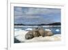 Walrus Resting on Ice in Hudson Bay, Nunavut, Canada-Paul Souders-Framed Photographic Print