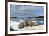 Walrus Resting on Ice in Hudson Bay, Nunavut, Canada-Paul Souders-Framed Photographic Print