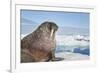 Walrus Resting on Ice in Hudson Bay, Nunavut, Canada-Paul Souders-Framed Photographic Print