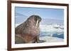 Walrus Resting on Ice in Hudson Bay, Nunavut, Canada-Paul Souders-Framed Photographic Print