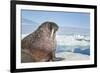 Walrus Resting on Ice in Hudson Bay, Nunavut, Canada-Paul Souders-Framed Photographic Print