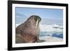 Walrus Resting on Ice in Hudson Bay, Nunavut, Canada-Paul Souders-Framed Photographic Print