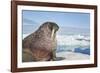 Walrus Resting on Ice in Hudson Bay, Nunavut, Canada-Paul Souders-Framed Photographic Print