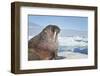 Walrus Resting on Ice in Hudson Bay, Nunavut, Canada-Paul Souders-Framed Photographic Print