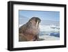 Walrus Resting on Ice in Hudson Bay, Nunavut, Canada-Paul Souders-Framed Photographic Print