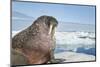 Walrus Resting on Ice in Hudson Bay, Nunavut, Canada-Paul Souders-Mounted Photographic Print