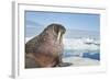 Walrus Resting on Ice in Hudson Bay, Nunavut, Canada-Paul Souders-Framed Photographic Print