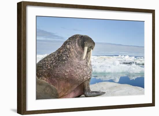 Walrus Resting on Ice in Hudson Bay, Nunavut, Canada-Paul Souders-Framed Photographic Print