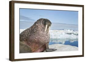 Walrus Resting on Ice in Hudson Bay, Nunavut, Canada-Paul Souders-Framed Photographic Print