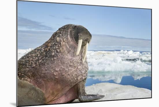 Walrus Resting on Ice in Hudson Bay, Nunavut, Canada-Paul Souders-Mounted Photographic Print