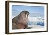 Walrus Resting on Ice in Hudson Bay, Nunavut, Canada-Paul Souders-Framed Photographic Print