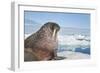 Walrus Resting on Ice in Hudson Bay, Nunavut, Canada-Paul Souders-Framed Photographic Print