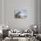 Walrus Resting on Ice in Hudson Bay, Nunavut, Canada-Paul Souders-Photographic Print displayed on a wall