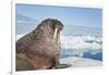 Walrus Resting on Ice in Hudson Bay, Nunavut, Canada-Paul Souders-Framed Photographic Print