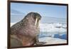 Walrus Resting on Ice in Hudson Bay, Nunavut, Canada-Paul Souders-Framed Photographic Print