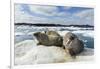 Walrus Resting on Ice in Hudson Bay, Nunavut, Canada-Paul Souders-Framed Photographic Print