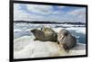 Walrus Resting on Ice in Hudson Bay, Nunavut, Canada-Paul Souders-Framed Photographic Print