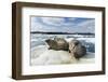 Walrus Resting on Ice in Hudson Bay, Nunavut, Canada-Paul Souders-Framed Photographic Print