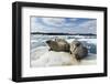 Walrus Resting on Ice in Hudson Bay, Nunavut, Canada-Paul Souders-Framed Photographic Print