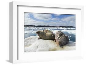 Walrus Resting on Ice in Hudson Bay, Nunavut, Canada-Paul Souders-Framed Photographic Print