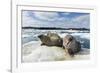 Walrus Resting on Ice in Hudson Bay, Nunavut, Canada-Paul Souders-Framed Photographic Print