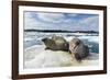 Walrus Resting on Ice in Hudson Bay, Nunavut, Canada-Paul Souders-Framed Photographic Print