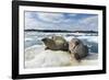 Walrus Resting on Ice in Hudson Bay, Nunavut, Canada-Paul Souders-Framed Photographic Print