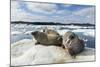 Walrus Resting on Ice in Hudson Bay, Nunavut, Canada-Paul Souders-Mounted Photographic Print