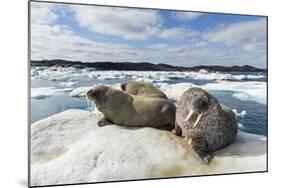 Walrus Resting on Ice in Hudson Bay, Nunavut, Canada-Paul Souders-Mounted Photographic Print