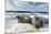 Walrus Resting on Ice in Hudson Bay, Nunavut, Canada-Paul Souders-Mounted Photographic Print