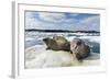 Walrus Resting on Ice in Hudson Bay, Nunavut, Canada-Paul Souders-Framed Photographic Print