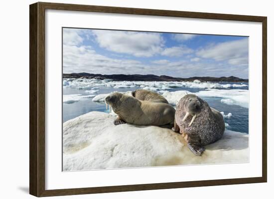 Walrus Resting on Ice in Hudson Bay, Nunavut, Canada-Paul Souders-Framed Photographic Print