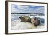 Walrus Resting on Ice in Hudson Bay, Nunavut, Canada-Paul Souders-Framed Photographic Print