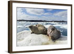 Walrus Resting on Ice in Hudson Bay, Nunavut, Canada-Paul Souders-Framed Photographic Print