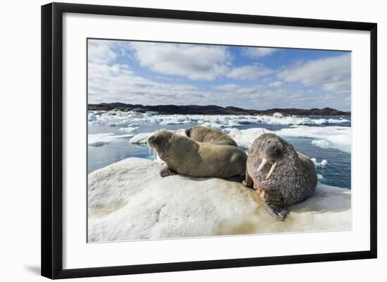 Walrus Resting on Ice in Hudson Bay, Nunavut, Canada-Paul Souders-Framed Photographic Print