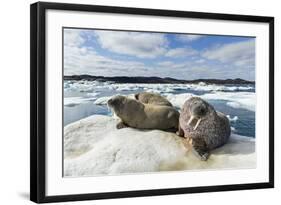 Walrus Resting on Ice in Hudson Bay, Nunavut, Canada-Paul Souders-Framed Photographic Print