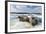 Walrus Resting on Ice in Hudson Bay, Nunavut, Canada-Paul Souders-Framed Photographic Print