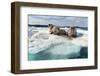 Walrus Resting on Ice in Hudson Bay, Nunavut, Canada-Paul Souders-Framed Photographic Print