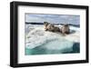 Walrus Resting on Ice in Hudson Bay, Nunavut, Canada-Paul Souders-Framed Photographic Print