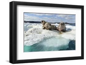 Walrus Resting on Ice in Hudson Bay, Nunavut, Canada-Paul Souders-Framed Photographic Print