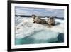 Walrus Resting on Ice in Hudson Bay, Nunavut, Canada-Paul Souders-Framed Photographic Print