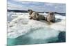 Walrus Resting on Ice in Hudson Bay, Nunavut, Canada-Paul Souders-Mounted Photographic Print